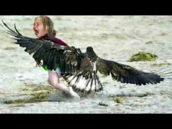 Video: Top 10 Most Aggressive Birds